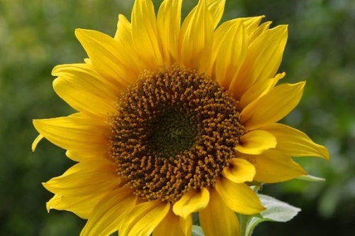 Подсолнечник